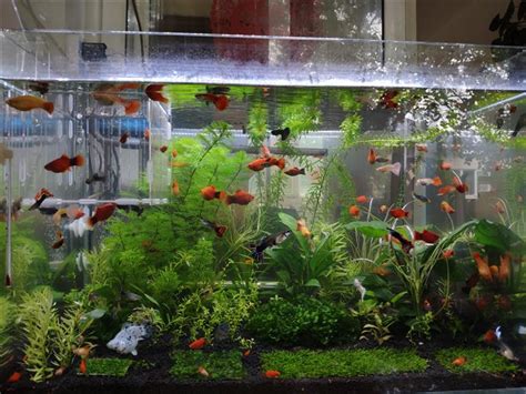 那種魚最好養|適合新手養魚品種 : 6種入門淡水魚